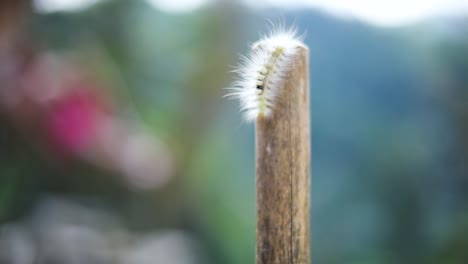 handheld slow motion shot of a native fuzzy-hairy caterpillar crawling on a stick in bali, indonesia