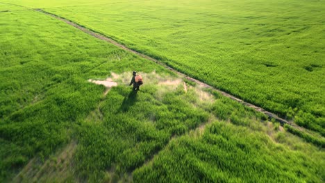 rice crop spraying fertilizer