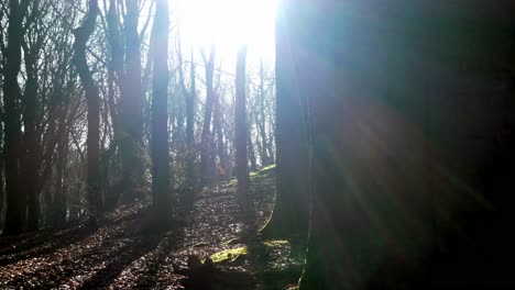 Mossy-woodland-forest-tree-trunks,-closeup-on-foreground-tree,-Sunshine-shining-through-branches