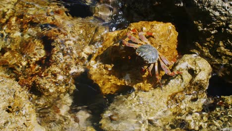 edge sits on a rock on the coast of the red sea