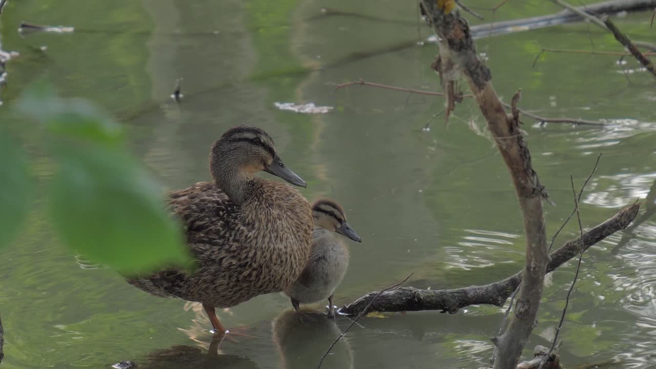 어미 오리와 어린 오리가 물에 있는 나뭇가지에 서서 스스로 청소하고 있습니다.