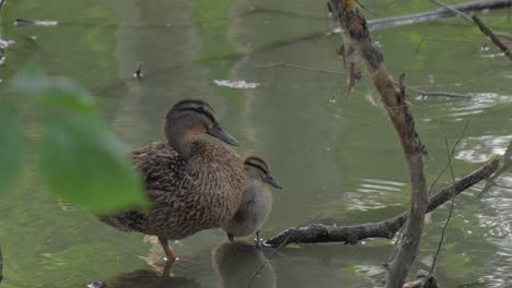 Mother-duck-and-young-duck-are-standing-on-a-branch-in-water-and-cleaning-themselves