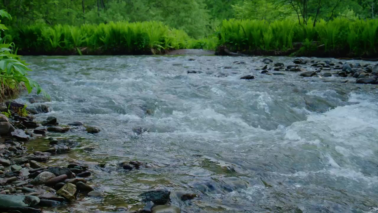 Aliran sungai yang jernih dan deras mengalir di atas bebatuan, dikelilingi oleh rumput hijau subur dan hutan lebat. Air bergerak cepat, menciptakan buih putih dan riak di permukaan. Tepi berbatu melapisi jalur air