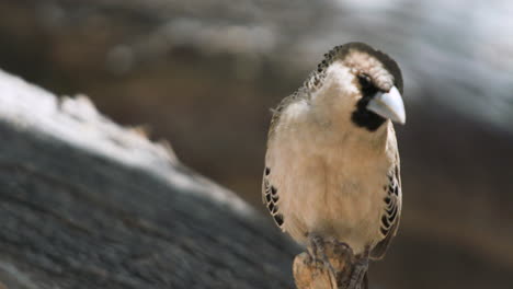 Portrait-of-sociable-weaver-crouched-to-a-branch,-closeup