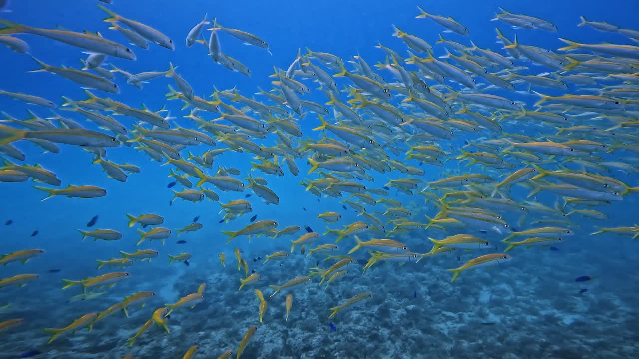 Un bellissimo banco di dentici gialli nuota pacificamente sopra la barriera corallina con uno sfondo oceanico azzurro chiaro