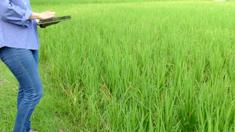 agronomist farmer using tablet to monitor rice field in organic farm. soil & water management in agriculture using mobile apps technology