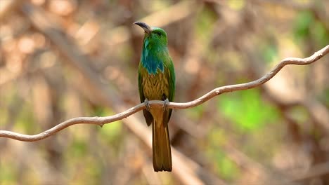 el abejaruco de barba azul se encuentra en la península de malaya, incluida tailandia, en claros de bosques particulares