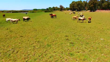 toma aérea del humedal el kala con vacas