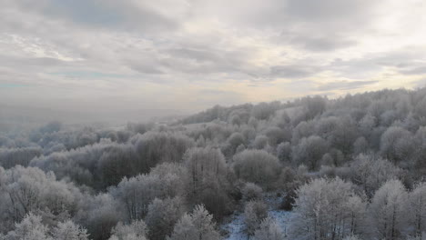 Winter-sunrise,-ethereal-clouds-and-forest,-tree-crowns-in-frost,-aerial