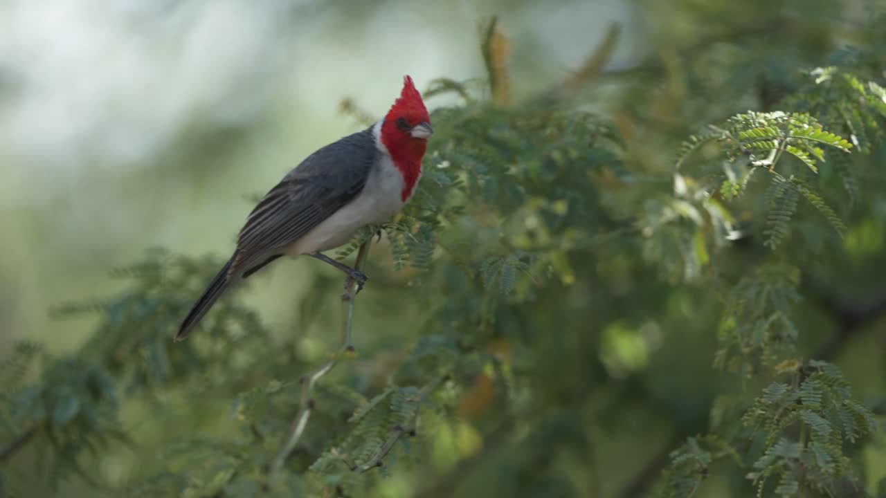 A Red-crested Cardinal Perched on a Branch