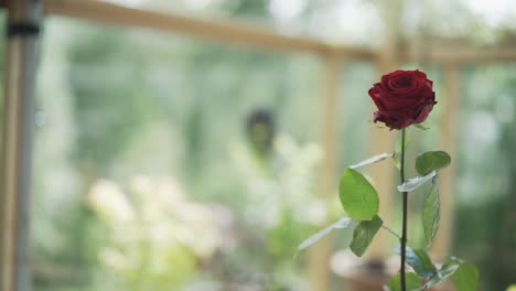 Primer-Plano-De-Una-Sola-Rosa-Roja-Con-Hojas-Verdes