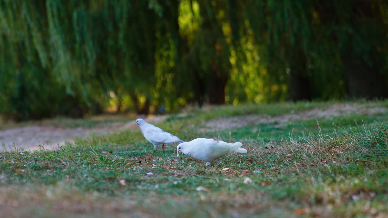 Pigeon walking on a grass. Wild birds walks outdoor in a park.