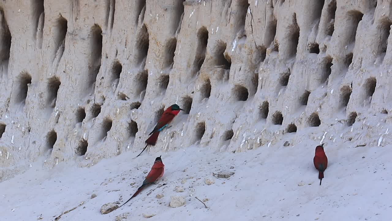 los pájaros comedores de abejas de carmín rojo vibrante se congregan en la madriguera del acantilado