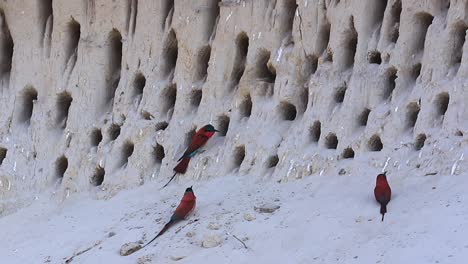 vibrant red carmine bee-eater birds congregate at cliffside burrow