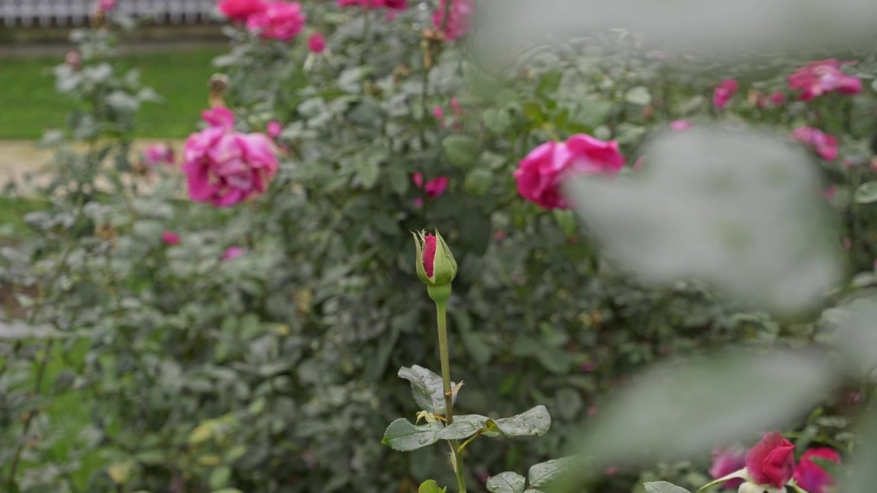 Um botão de rosa rosa repousa em um caule fino enquanto rosas rosas abertas florescem ao redor em um arbusto verde frondoso em um jardim ao ar livre tranquilo com foco suave.