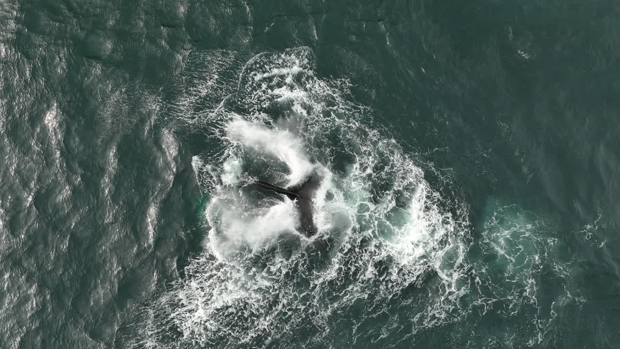 aerial top shot slow motion Iceland humpback whale Megaptera novaeangliae