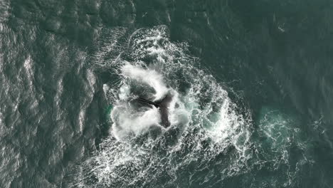fotografía aérea de arriba en cámara lenta de la ballena jorobada de islandia megaptera novaeangliae