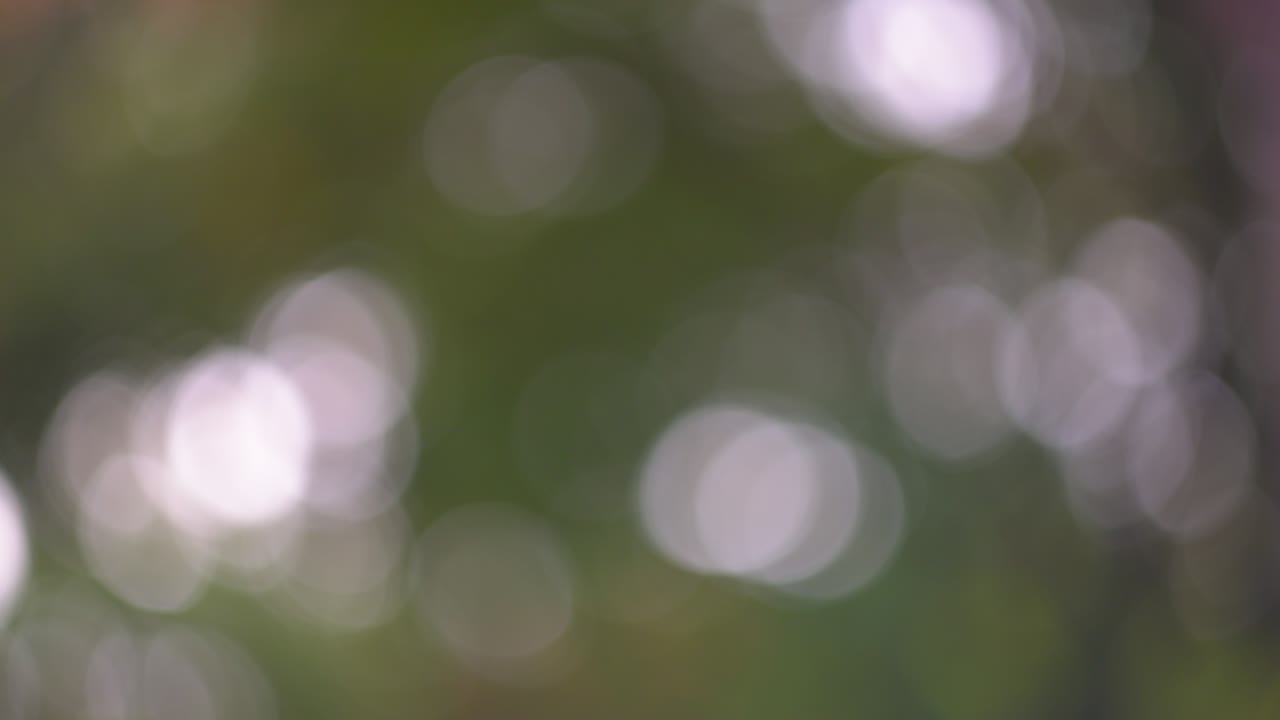 fondo de bokeh verde natural abstracto