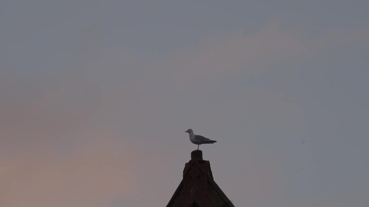 Vista suggestiva di un gabbiano solitario appollaiato su una guglia di chiesa contro un sereno cielo all'alba a Largs, Scozia, creando una sorprendente silhouette minimalista, scatto statico da treppiede