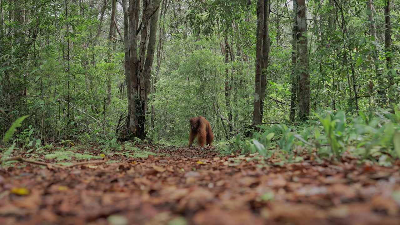 Orangutan in a Rainforest