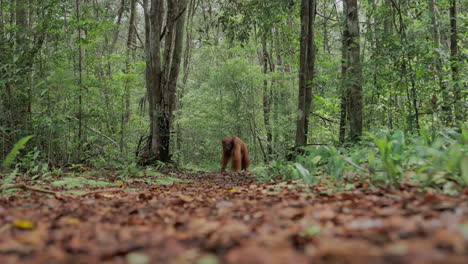 orangutan in a rainforest