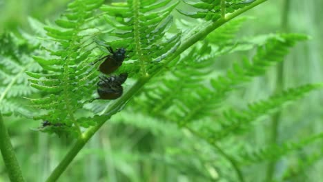 close up of garden chafer beetles trying to mate on a fern