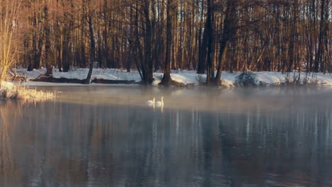 River-in-winter-forest.-Birds-swimming-on-water.-Mist-over-winter-river