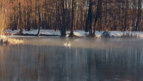 Río-En-El-Bosque-De-Invierno.-Pájaros-Nadando-En-El-Agua.-Niebla-Sobre-El-Río-De-Invierno