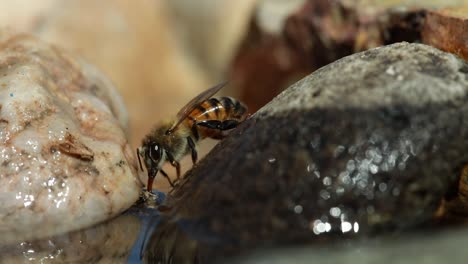 Honey-bee-stands-on-rock-and-drinks-water-with-proboscis