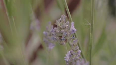 Fondo-De-Flor-De-Lavanda-En-Un-Día-Ventoso