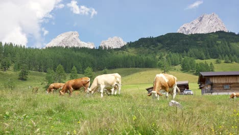 cows grassing in the beautiful austrian alps