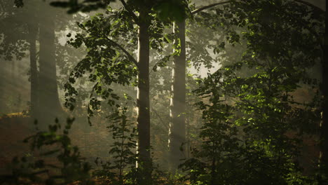 Mystischer-Wald-Am-Nebligen-Morgen