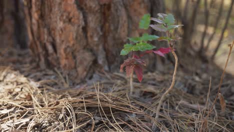 small forest plant at the base of an old tree
