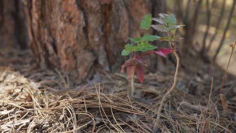 pequeña planta forestal en la base de un árbol viejo