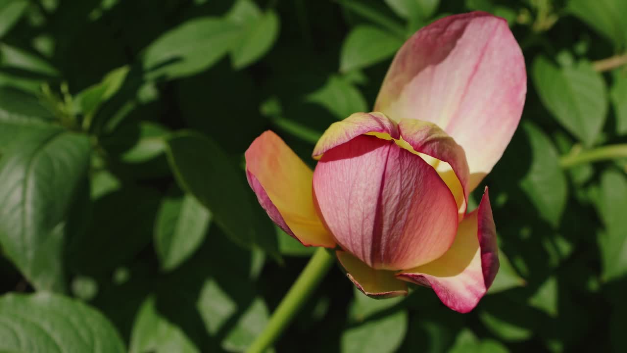 Timelapse di un bocciolo di fiore rosa e giallo che si apre.