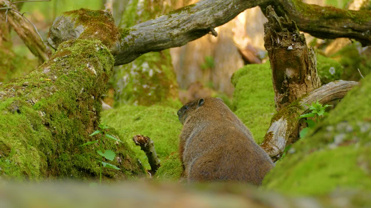 Marmotta in una foresta muschiosa