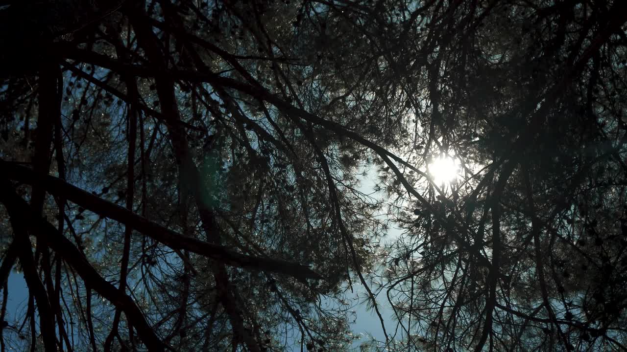 Pini con il sole che splende attraverso i loro rami, visti dal basso, con cielo azzurro.