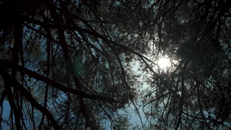 pine trees with sun shining through their branches, seen from below, including blue sky