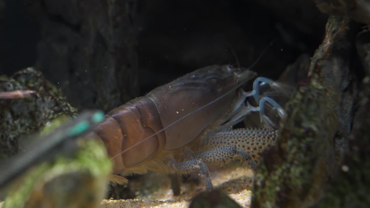 A large brown tropical fan shrimp, known for its filter feeding fans, rests quietly on white sand between mossy rocks in a dark freshwater aquarium environment, Vampire Shrimp (Atya gabonensis)