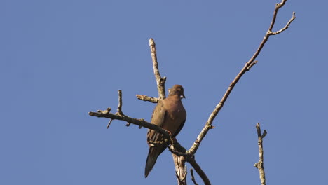 Beige-colored-mourning-dove-on-a-bare-and-leafless-treetop