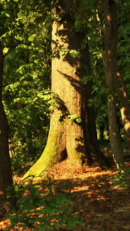 a tall, mossy tree in a sunlit forest