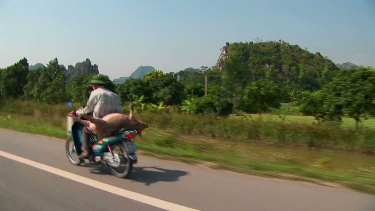 베트남 농부가 돼지를 오토바이 뒤에 싣고 시장에 나간다.