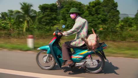 a vietnamese farmer takes his pig to market on the back of a motorcycle