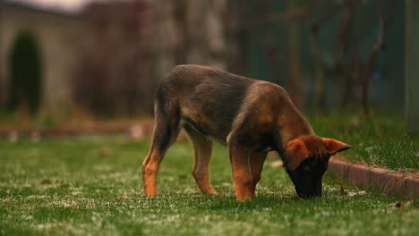 slow motion of a cute purebred belgian malinois puppy, sniffing around, with adorable messy ears