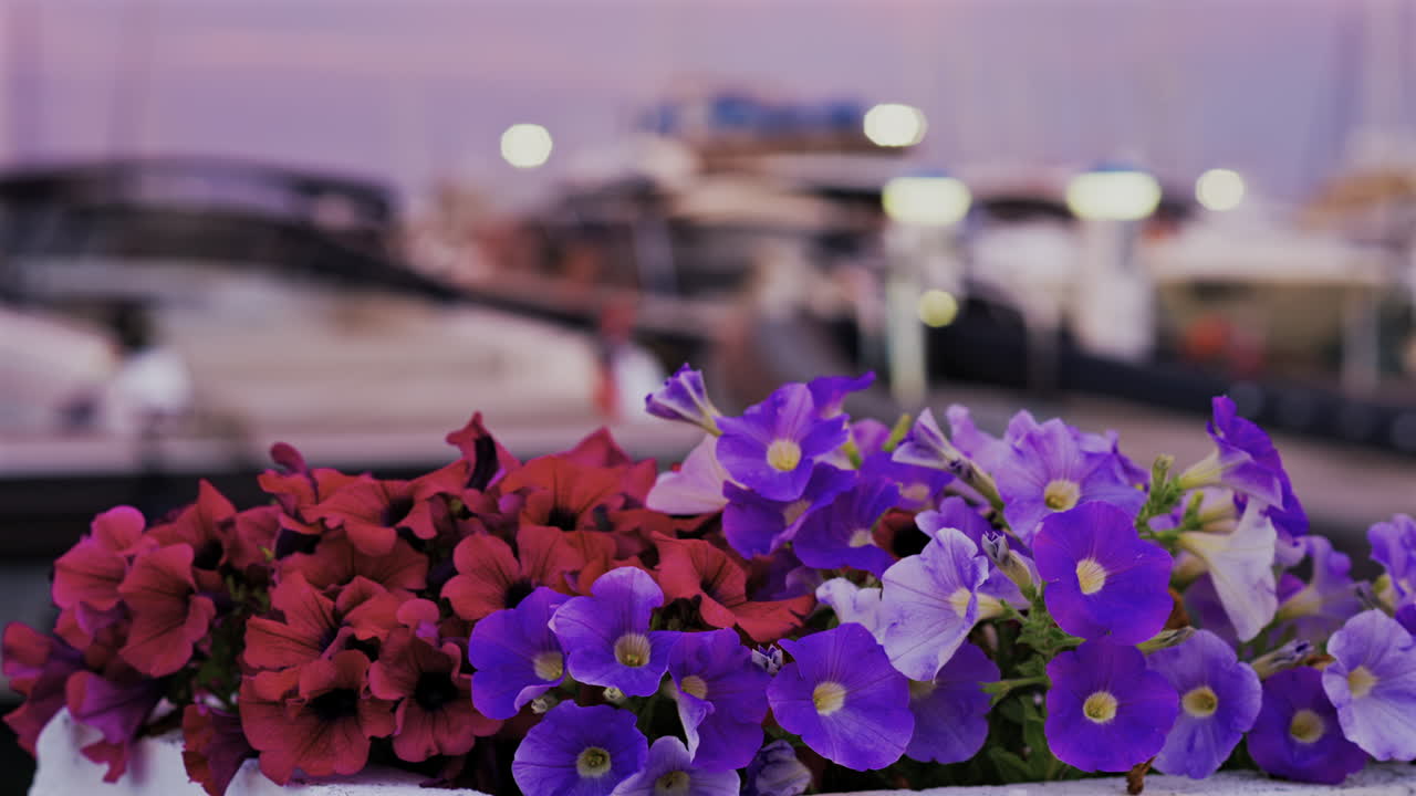 Close up of pink and purple petunia flowers with boats docked in Port Vauban at sunset in the background