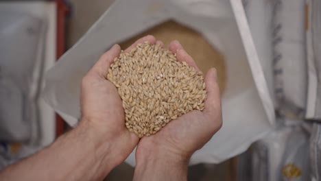 hands holding barley grain from bag