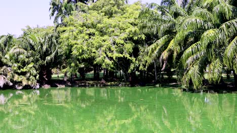 parque con un estanque y palmeras