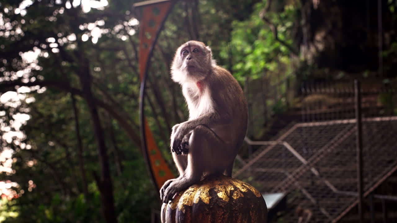 At Batu Caves, Monkey’s lively place, where every day’s a joyful race