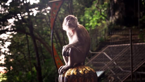 at batu caves, monkey’s lively place, where every day’s a joyful race