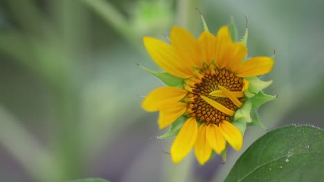 Girasol-Se-Balancea-En-El-Viento